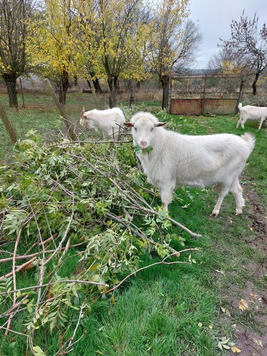 Продавам пръч на 2 години
