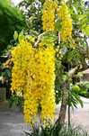 Wisteria (Glicina Galbena)