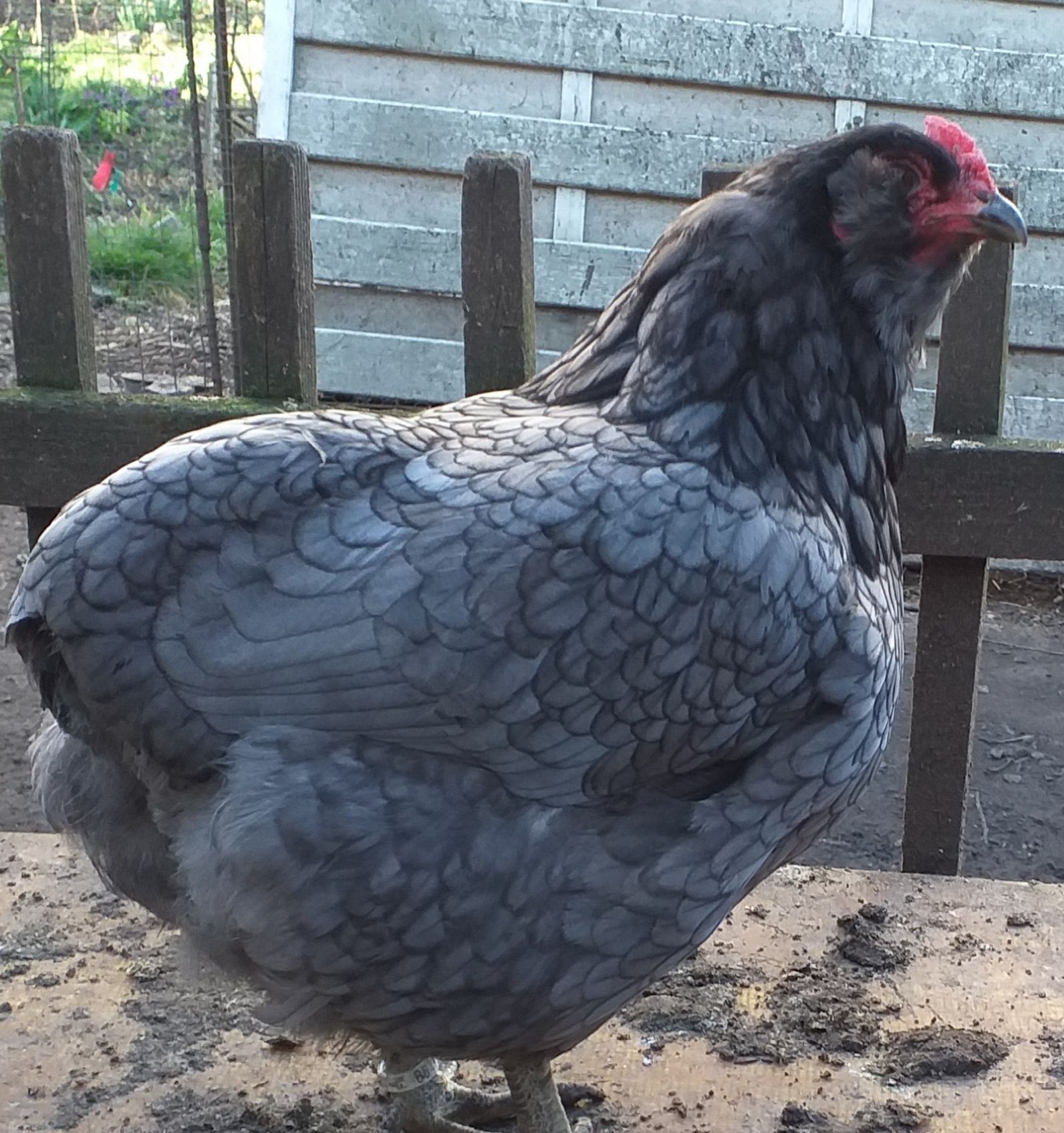 Oua araucana de vanzare, pentru incubat.