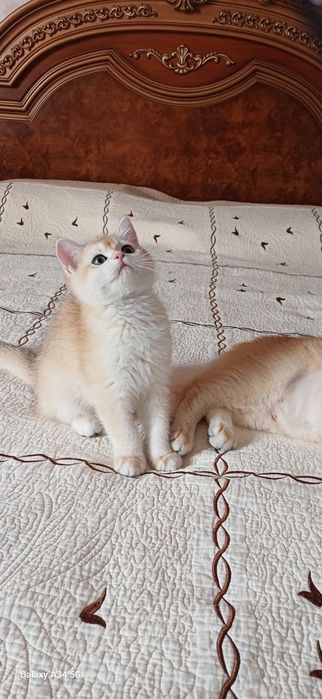 Залатой Шиншилла Британец ny 12 окраска. Мушук.