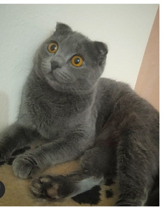 Котенок Шотландская вислоухая!