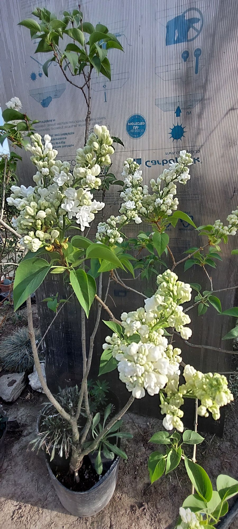 Liliac altoit flori albe cu boboci matur