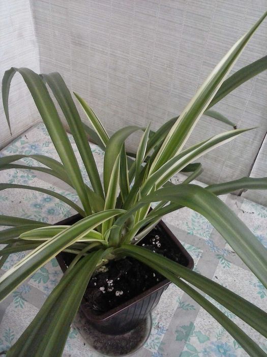 Хлорофитум  хохлатый