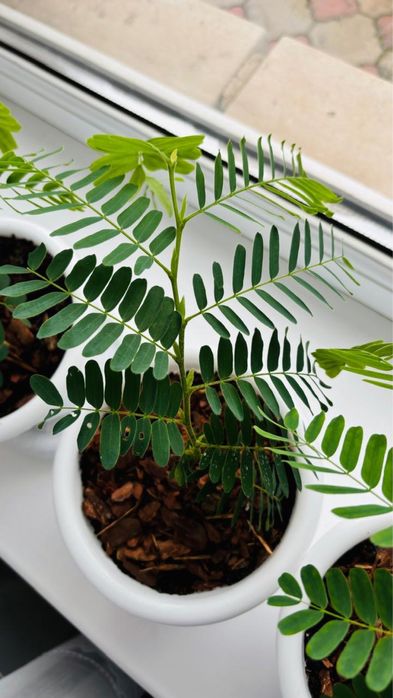 Тамаринд экзотическое растение