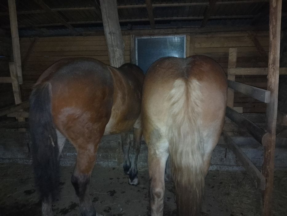 Vând doua mânze tinere și frumoase