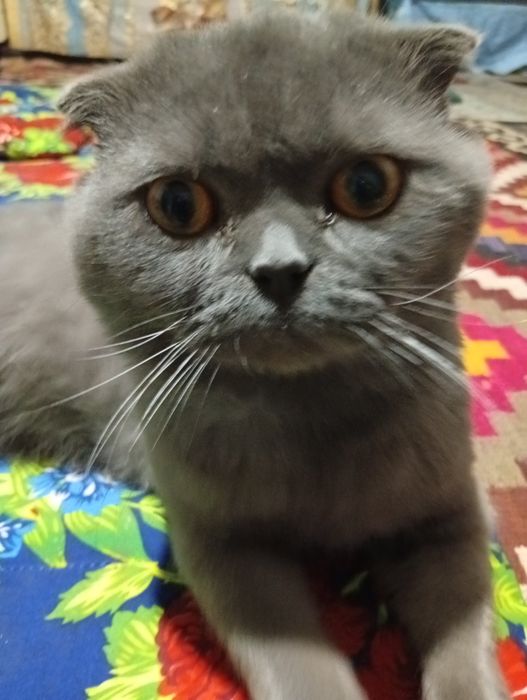 Britian kalta yungli mushugi