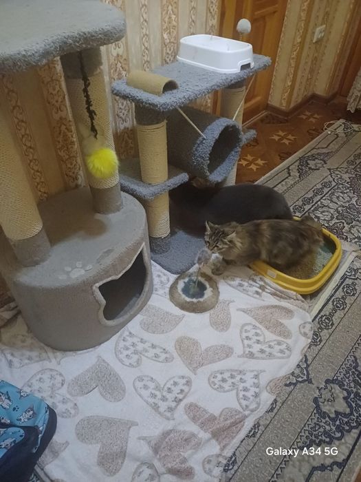 Скоттиш-фолд кошка или Шотландская  вислоухая