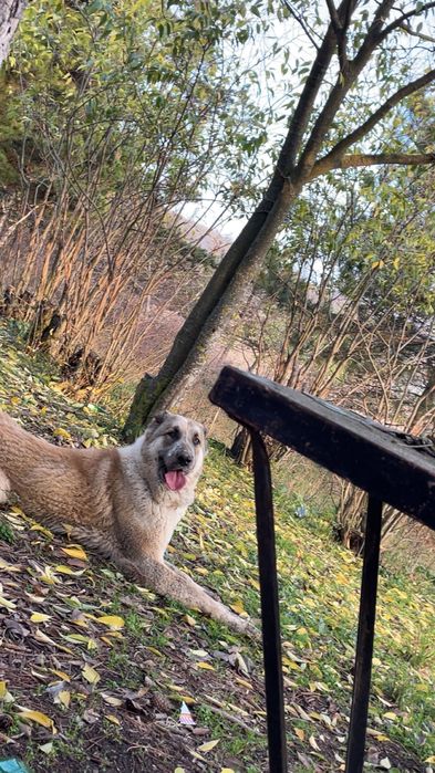 Продавам Женски Вълкодав