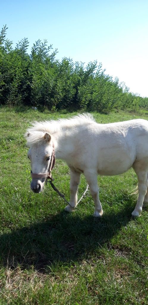 Vând poneiță talie mică