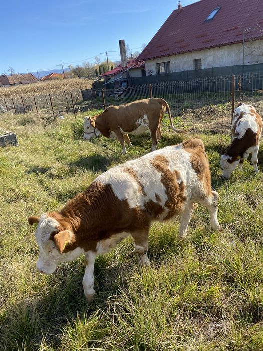 Vand 2 vaci cu vitei