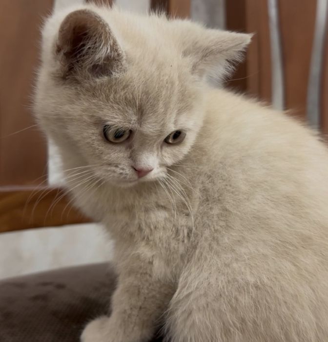 Скидкааа! Котята скотиш фолд