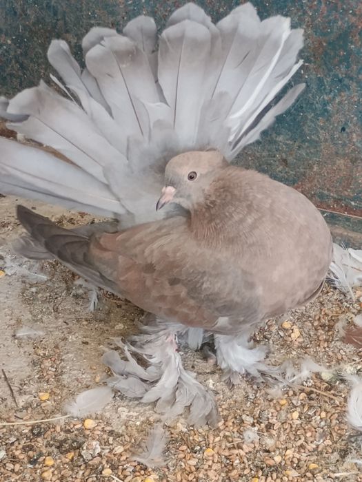 Индийски фенерлии