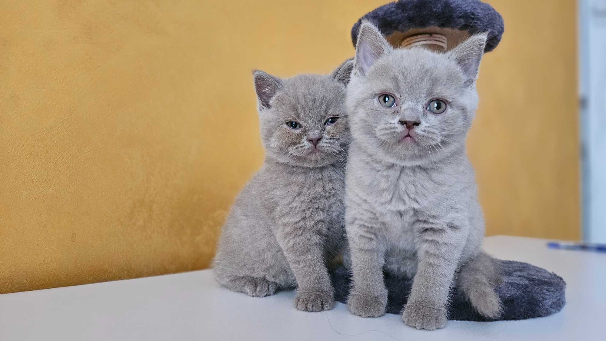 Pui british shorthair