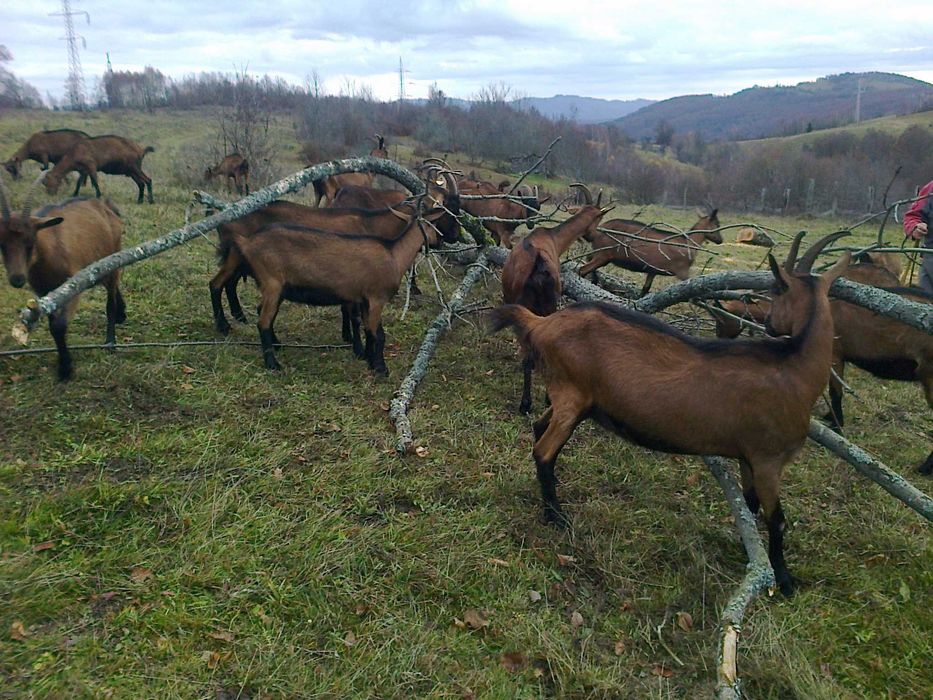 Capre alpina franceza