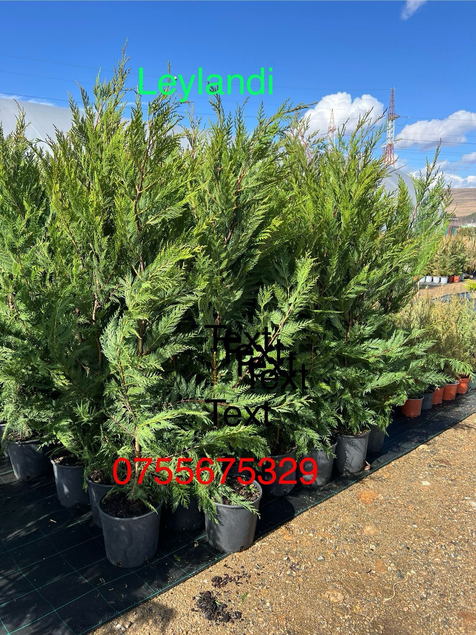 Vand plante si flori productie proprie