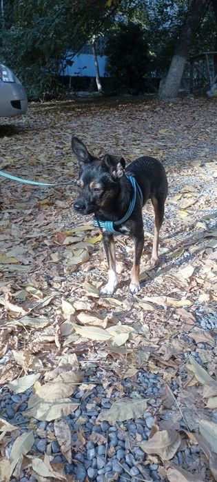 Отдам даром щенка