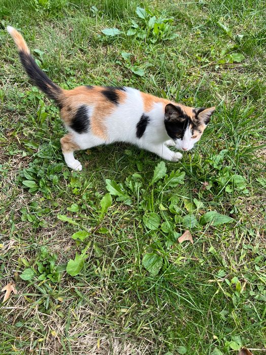 Donez spre adoptie pisicuta gasita in drum sanatoasa,jucausa !