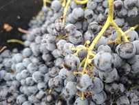 Struguri pentru vin