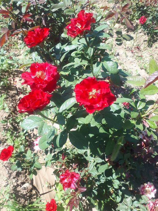 Atirgul koʻchatlari sotiladi