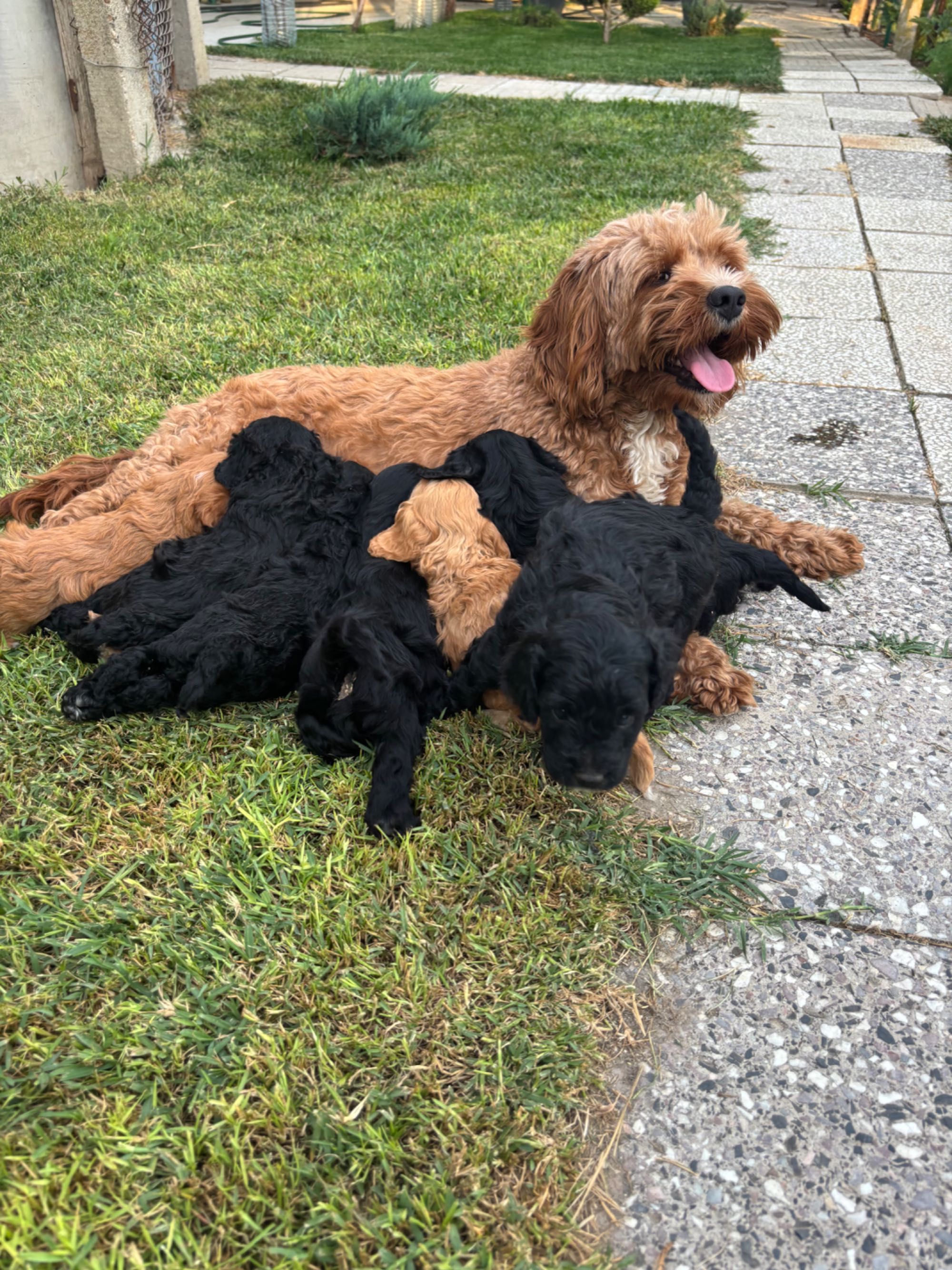 Кавапу & Cavapoo