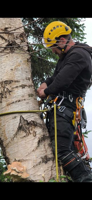 Реже опасни дървета