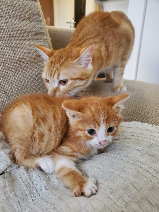 Три домашни червеникави котенца търсят дом