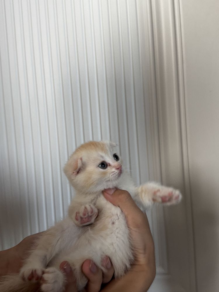 Котёнок скотиш фолд