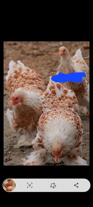 Куры брама Турция