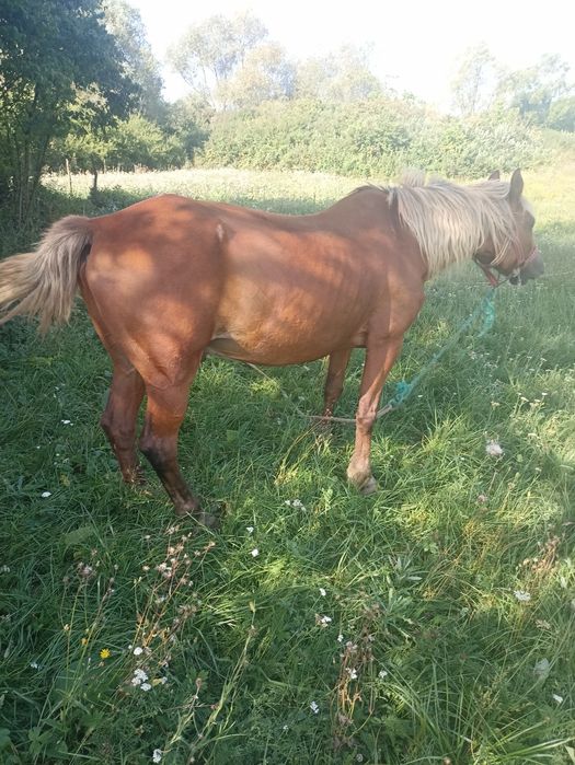 Vând 2 cai de căruță