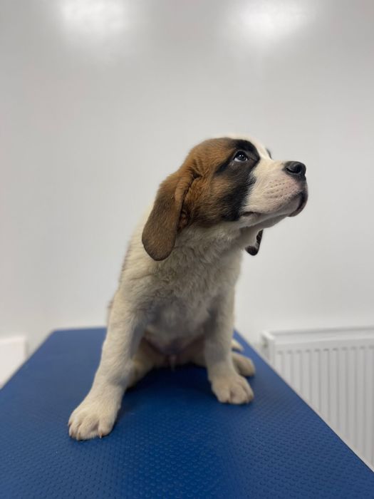 Femela Saint Bernard cu pedigree