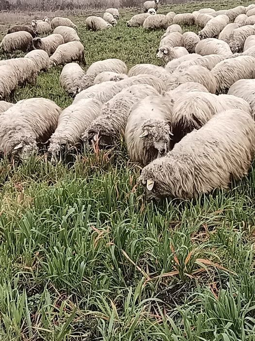 Vând turma de oi