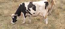 Vaca de vânzare buna de lapte