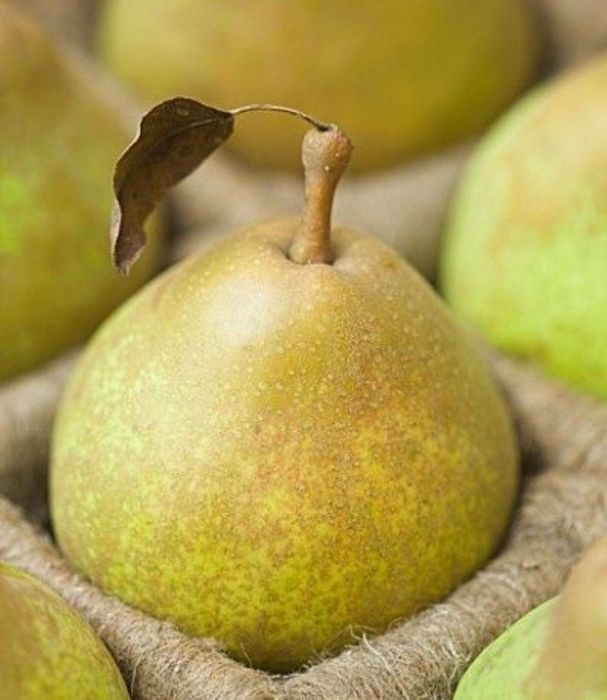 Par (Josephine de Malines )