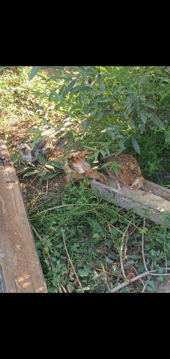 Продам курей домашние несутся