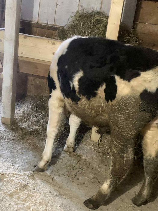 Vând tauras bălțat  de 5 luni jumate jumate