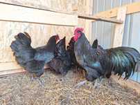 Ouă incubat AUSTRALORP