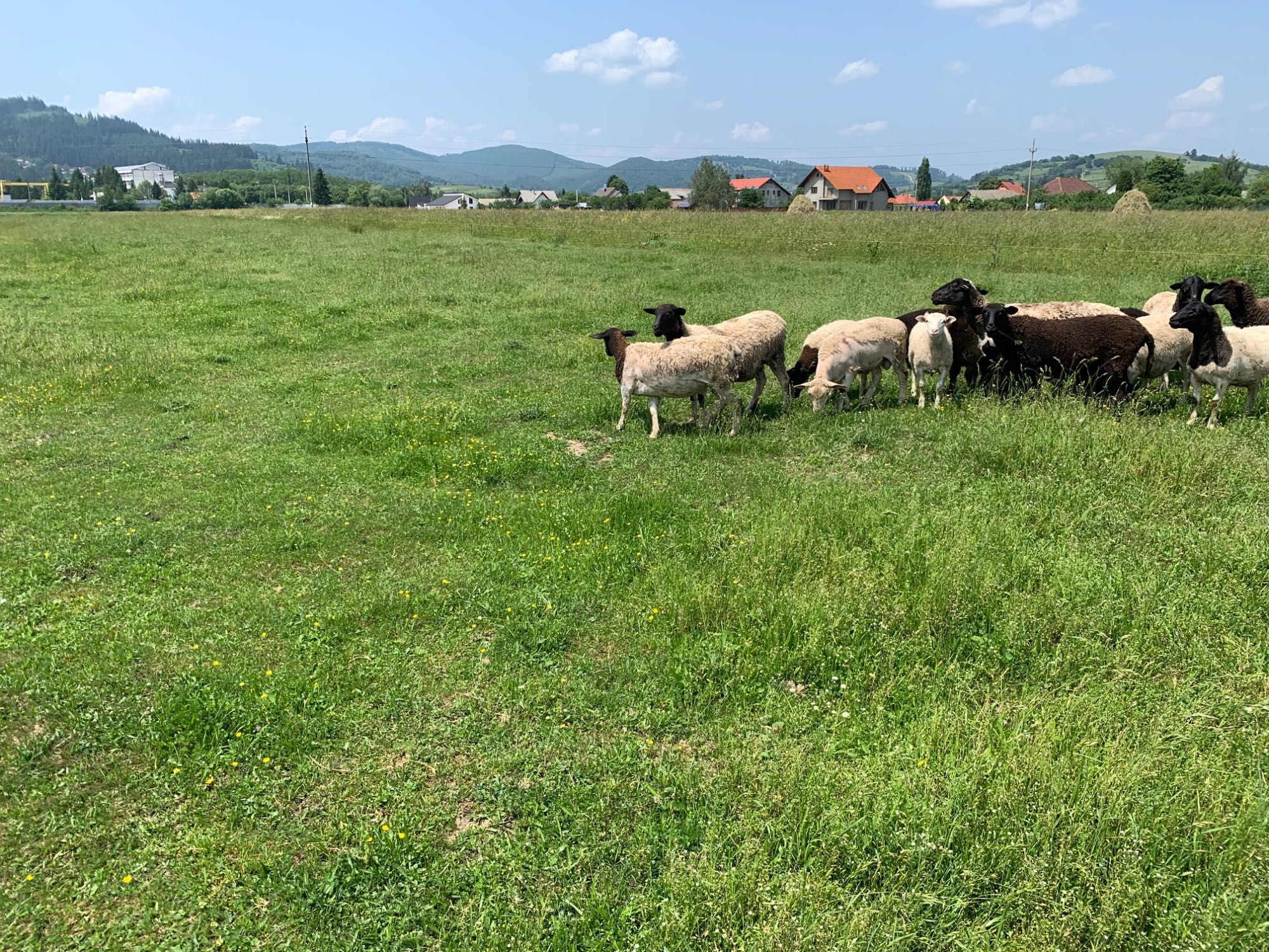 Berbecuți și mielite metis dorper