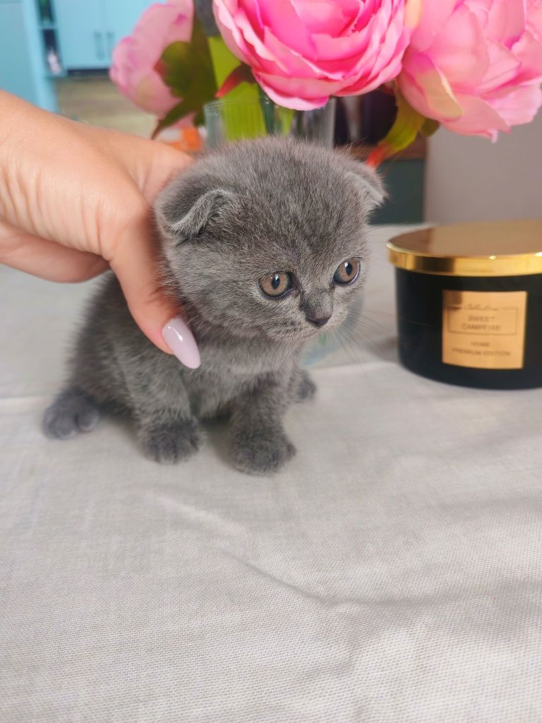 Британска късокосместа котка
