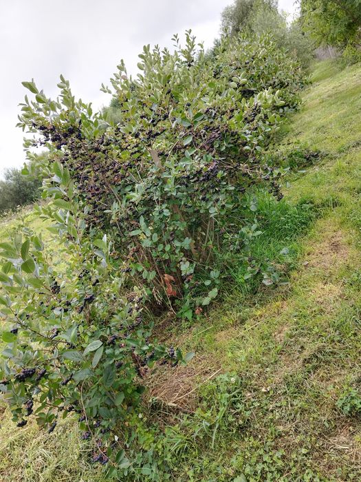 ARONIA de vanzare