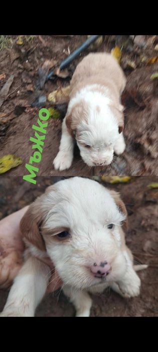 Подарявам най-сладките кученца