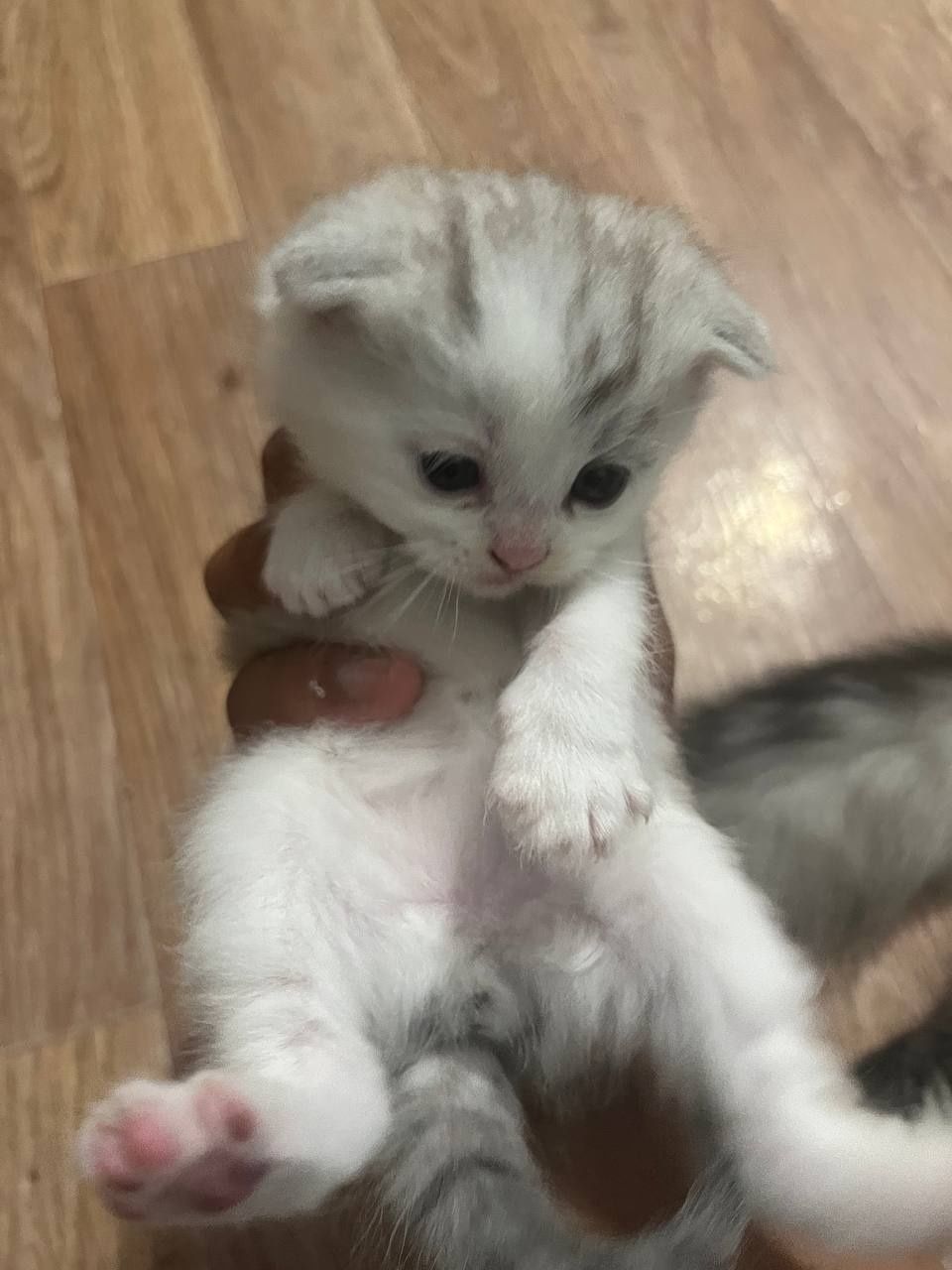 Шатланский кот продоетса