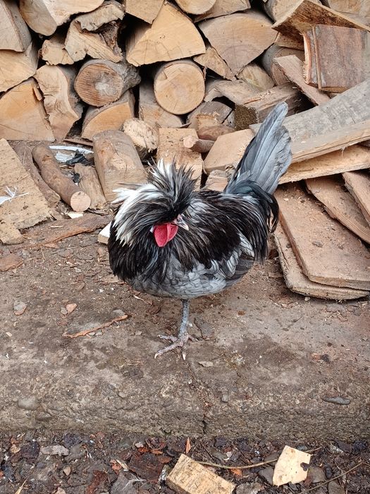 Vand cocoși 90 bucata