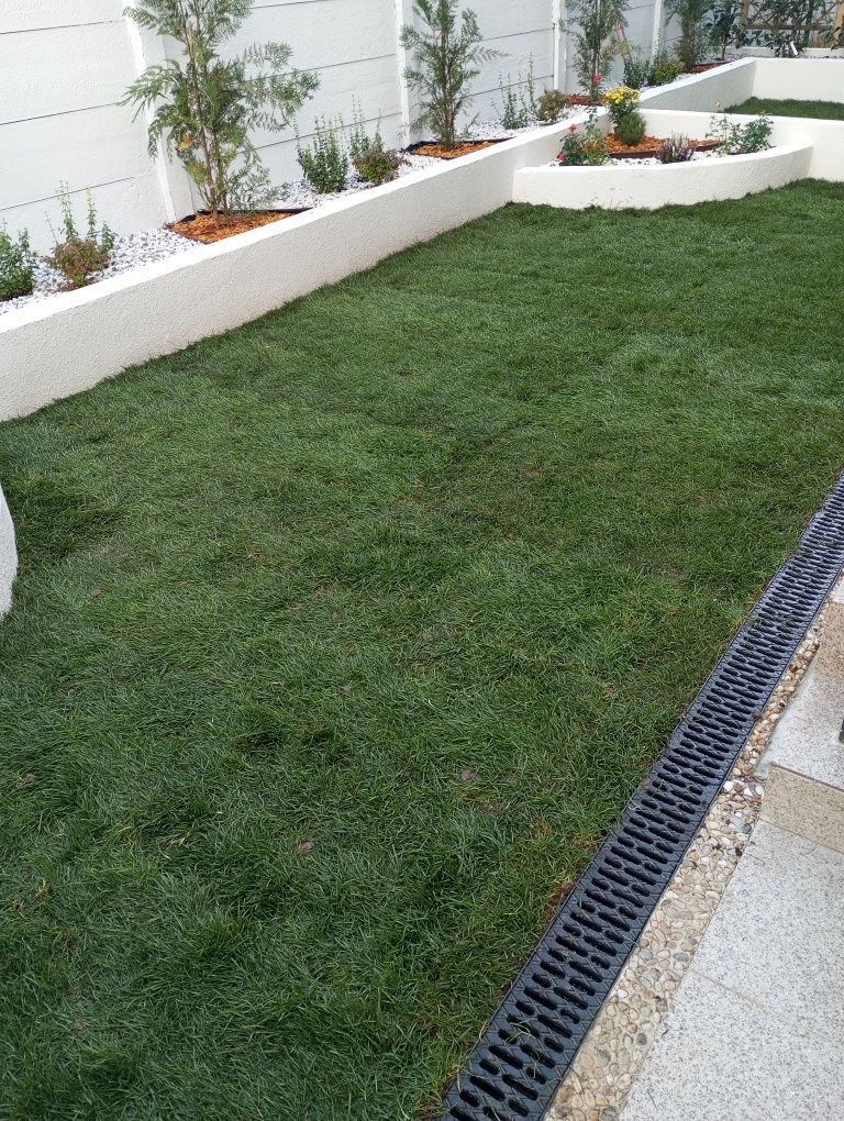 Gazon rulou plante ornamentale