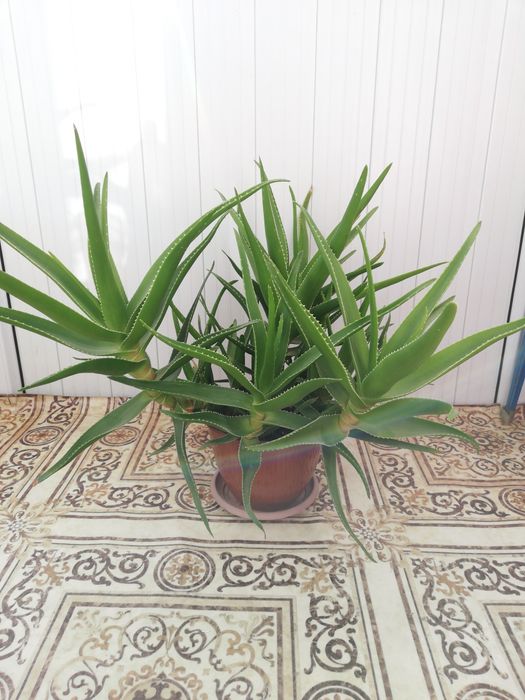 Комнатные растения