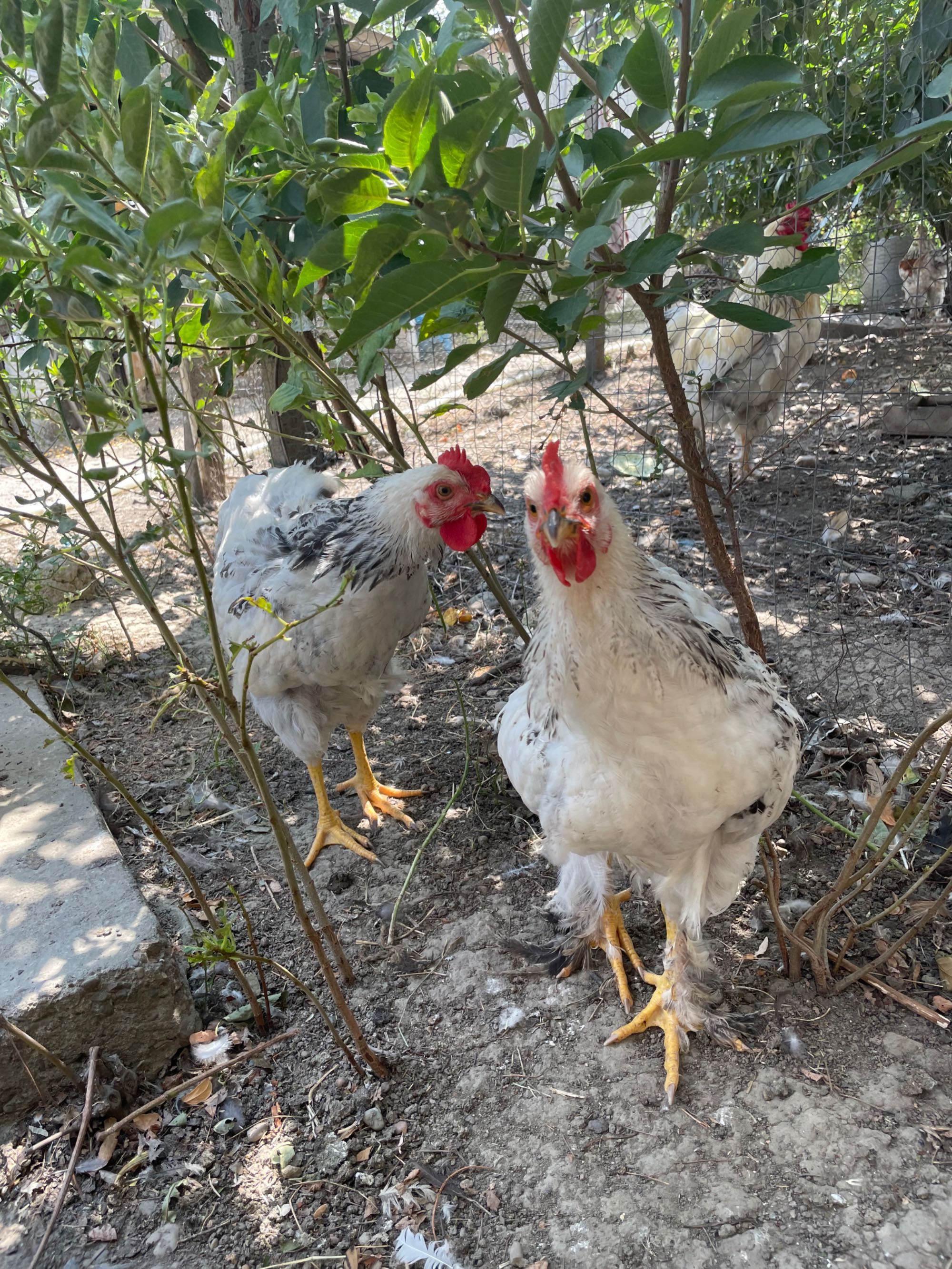 Cocoși de țară tineri