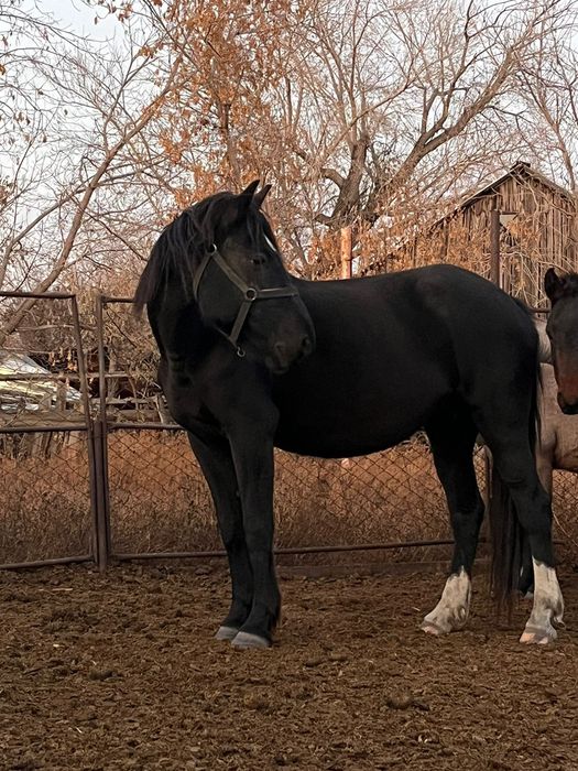 Лошадь Орловская