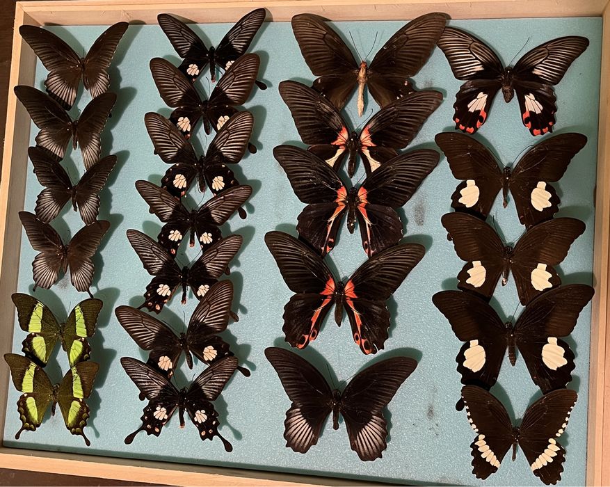 Колекция пеперуди насекоми