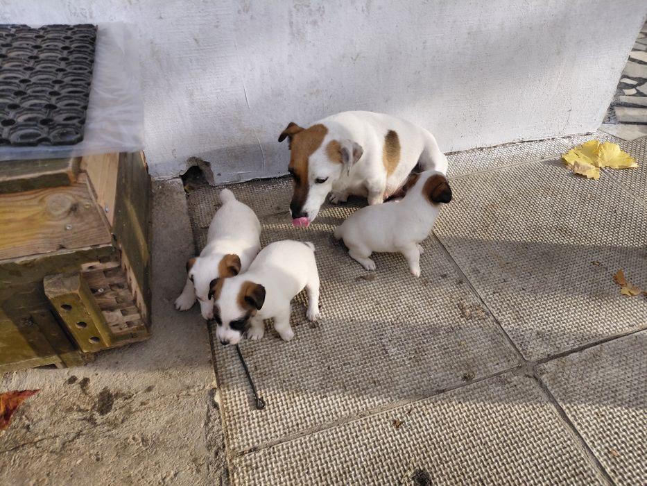 Джак Ръсел териер