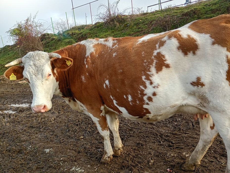 Vând vaci de lapte cu vitei bălțată romineasca cu vitei