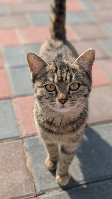 Котенок. Кошечка. 3 месяца